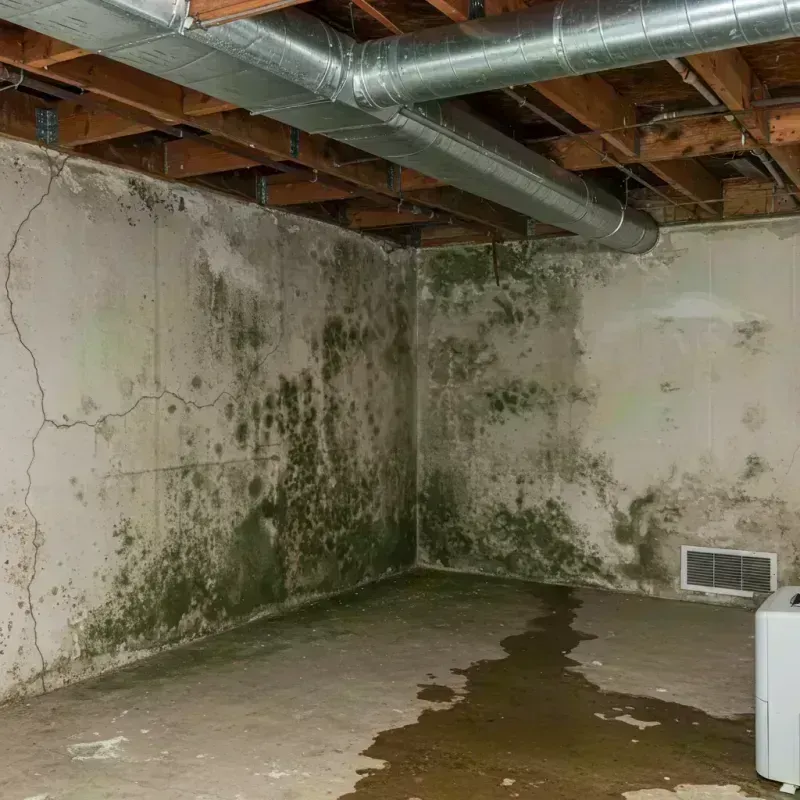 Professional Mold Removal in Pulaski County, GA